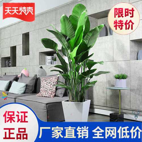 极速新品客厅绿植室内大盆栽好养绿色H植物房间季单位家庭鹤望兰