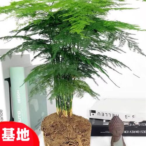 极速文竹盆景植物室内绿色v盆栽桌面吸甲醛净化空气阳台观叶花卉