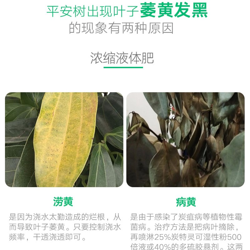 极速平安树肥料平安树营养液盆栽绿植H花肥治黄叶缓释肥蝴蝶兰专