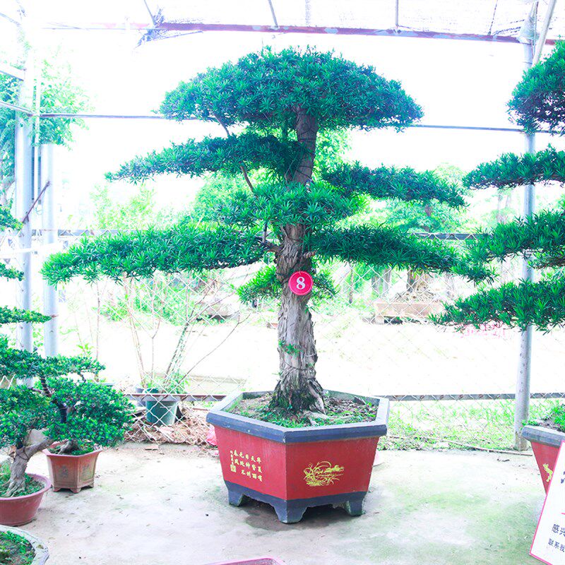 极速大型罗汉松大树庭院造型树盆A景树迎客松别墅黑松景观树风景