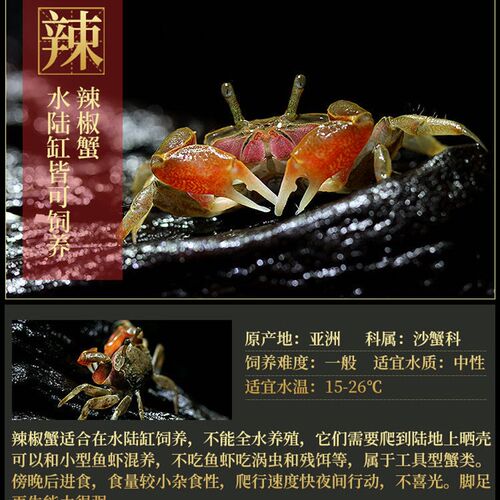 新品包邮b迷你辣椒蟹深水蟹观赏蟹恶魔蟹豹点蟹相手蟹蝴蝶蟹淡水