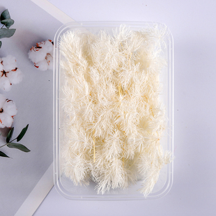 极速蓬莱松永生花干花diuy材料包手工植物浮油瓶相框团扇玻璃罩贴