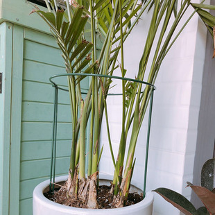 极速植物固定支i架石斛绣球大花芙蓉葵龟背竹支撑杆鹤望兰防倒伏