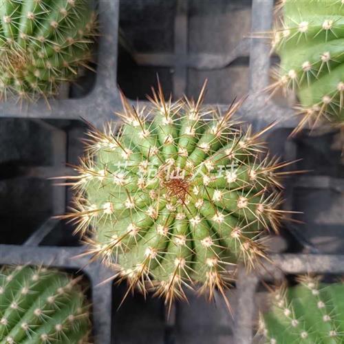 极速《千瓣莲》毛花柱仙人球粉色大花M层次多有香味包对版