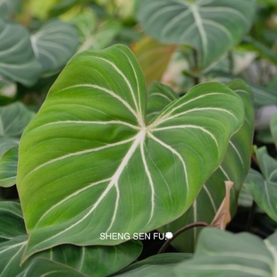 极速明脉蔓绿绒生l森赋ins风网红观叶植物盆栽室内养客厅盆景净化