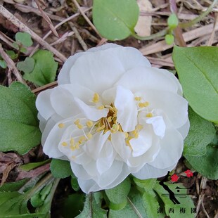 极速【湖西梅e园】12原生雨山玉蝶梅花扦插四年熟桩高杆精品一物