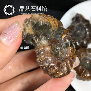极速天然羊角螺化石摆件马达w加斯加古生物窦维雷菊石化石矿物教