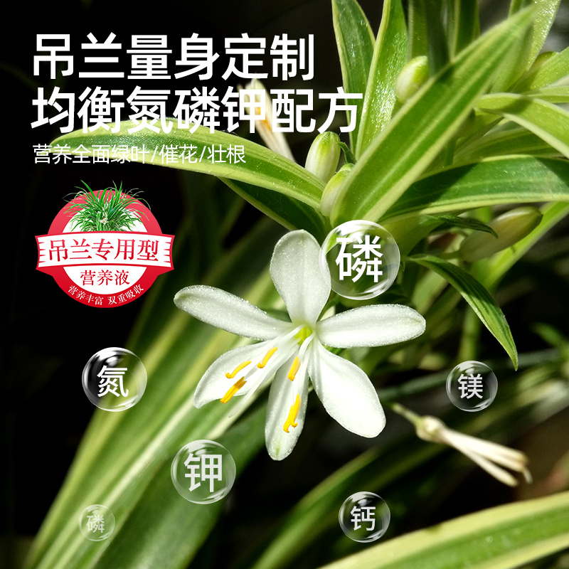 极速吊兰肥料专用营养液金边吊兰家用水土培盆栽植物X养花通用型