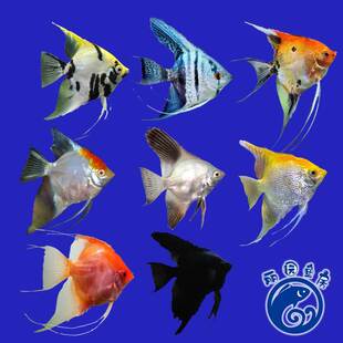 极速神仙热带观赏燕鱼黑色小型群游家庭淡L水草缸喂食养殖发货包