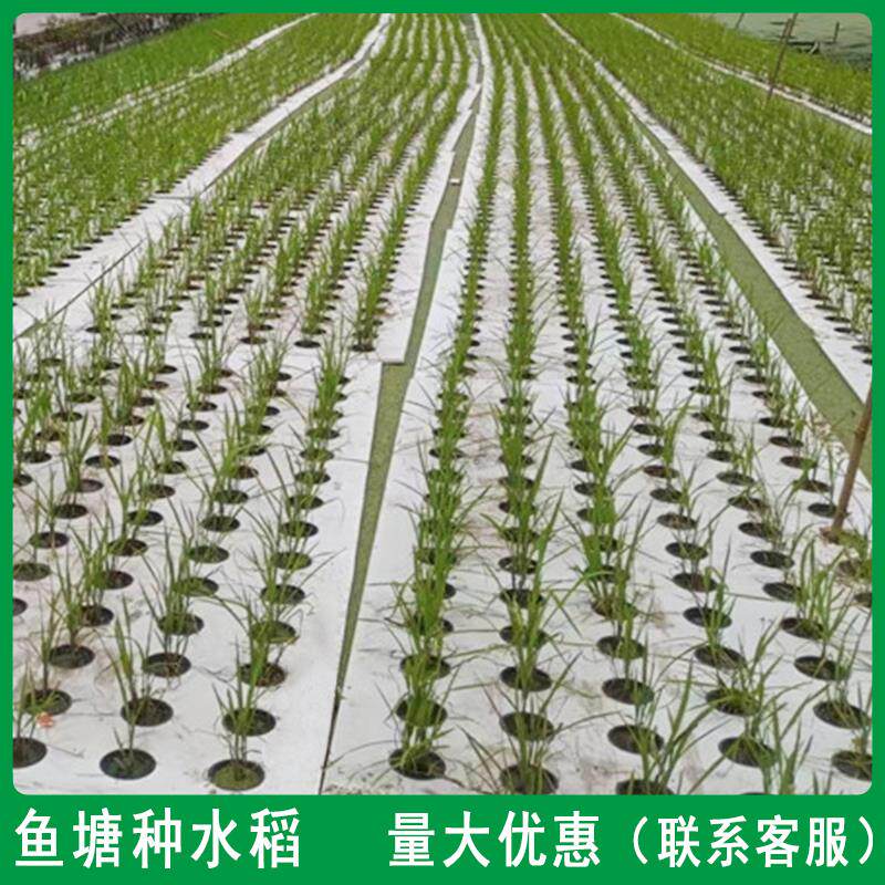 鱼塘水稻种植浮床eva露天水面种植漂浮板鱼稻共生无土栽培种菜板