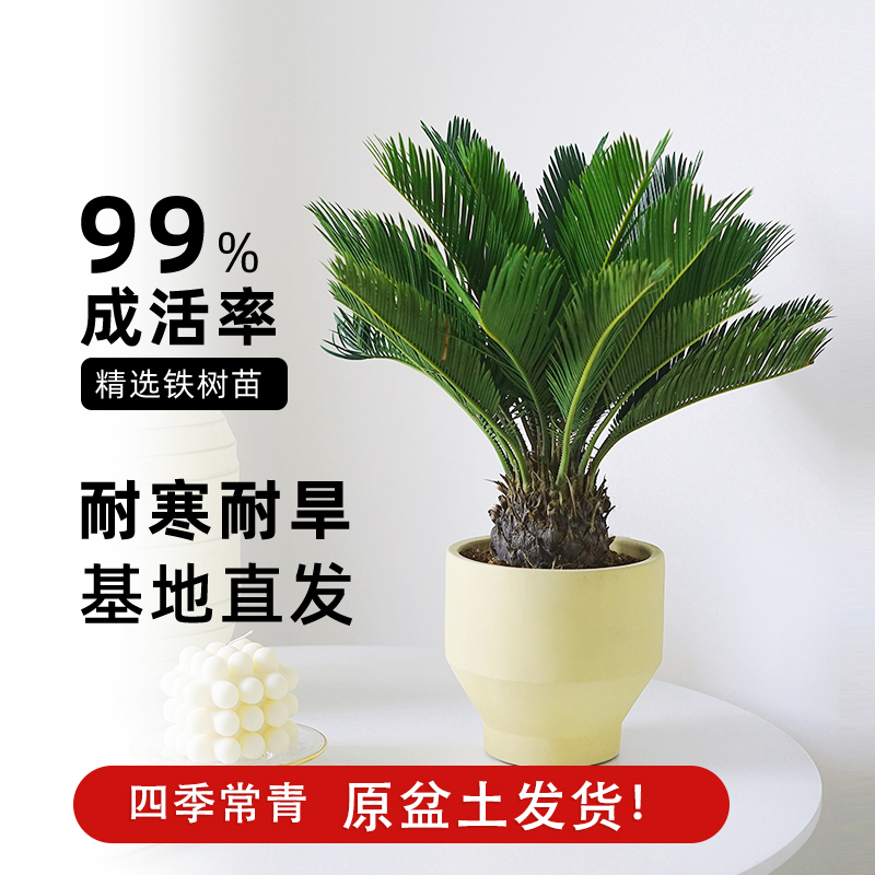 铁树盆栽公母一对苏铁树苗