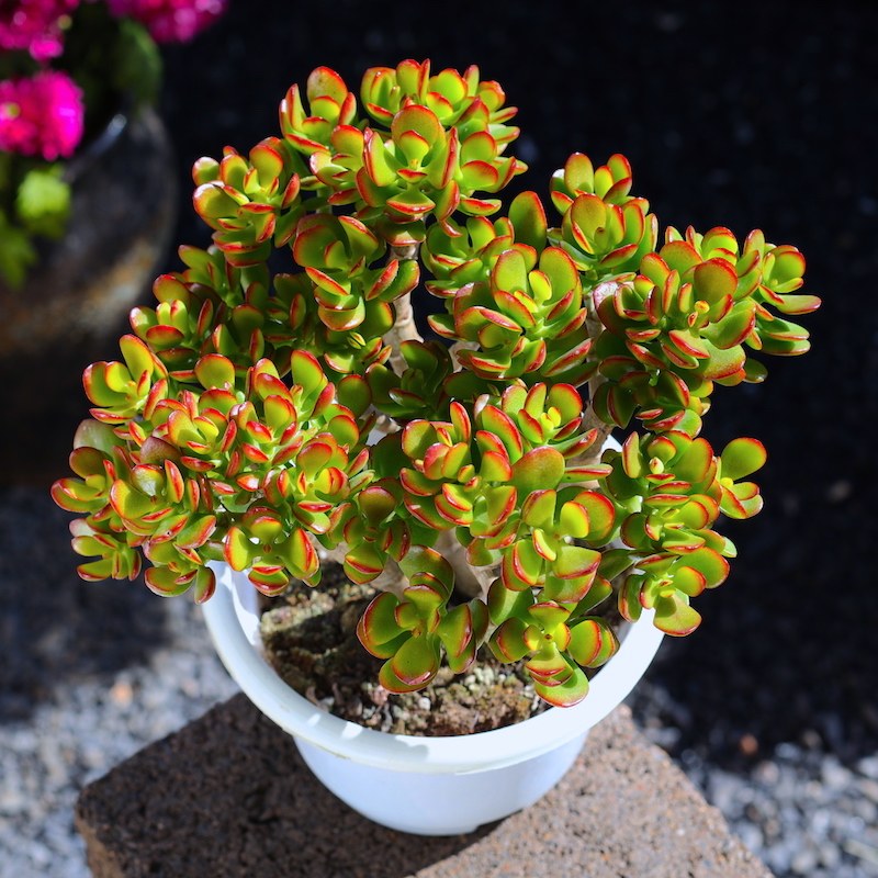 热销玉树多肉植物组合盆栽招财猫精品绿植吸财树大V颗网红室内肉