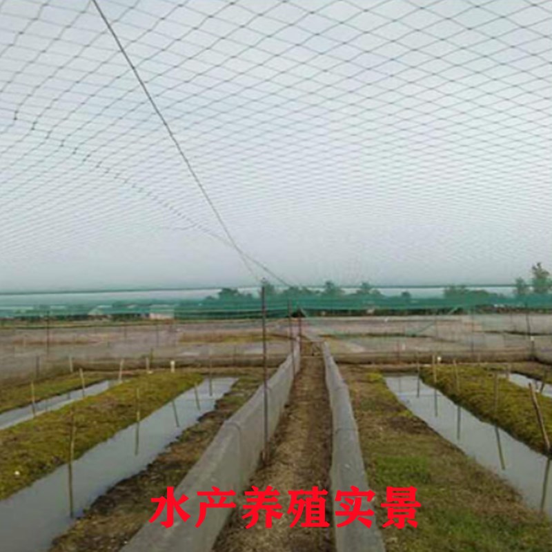 热销防鸟b网山鸡网尼龙养殖网围栏网菜园网拦鸡网果园防鸟网