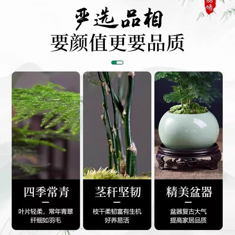 热销文竹小盆栽室内竹子盆t景特大号老桩绿植物摆件办公室桌面四