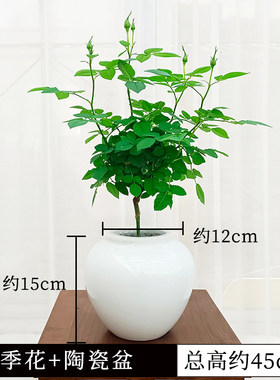 水培月季花苗玫瑰花带花苞花卉绿植物四季开花室内阳台盆栽清香型