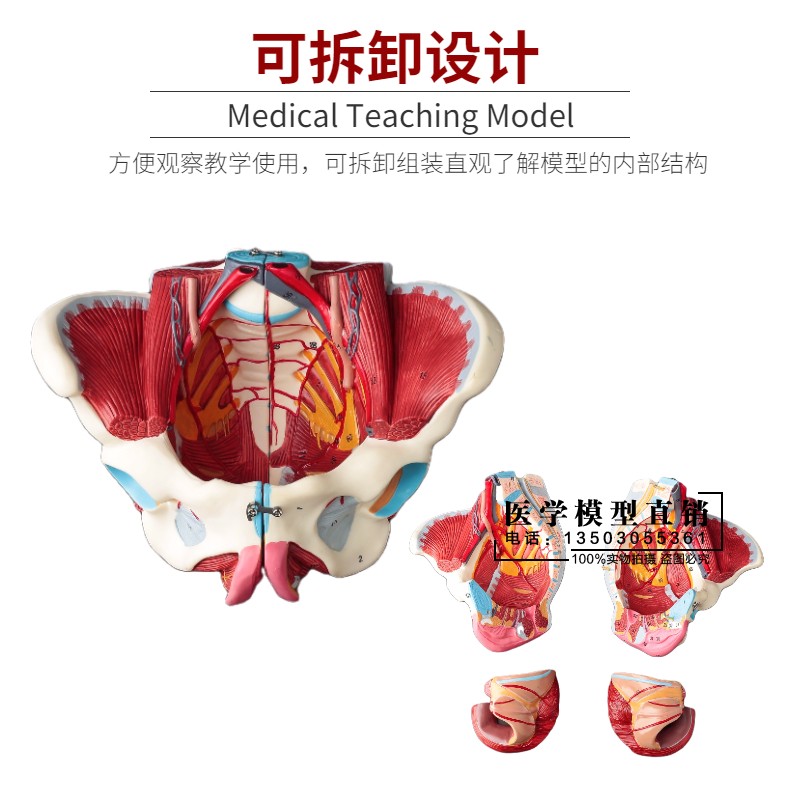 极速女性骨盆模型盆底肌带生殖器血管神经肌M肉子宫人体解剖教学