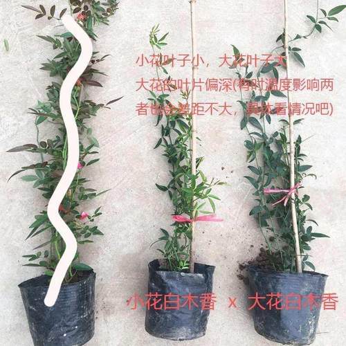 极速大花重瓣g白木香 庭院藤本植物花墙篱笆花苗 大花白木香 易养