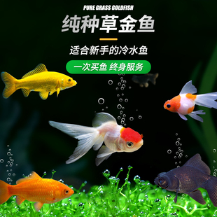新品金鱼活鱼苗h观赏鱼鱼缸小型淡水好养耐活冷水兰寿锦鲤小金鱼