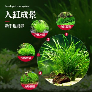 新品鱼缸造景水草植物菖蒲好养易活净水鱼缸水培T植物龟缸溪流沼