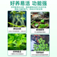 新品 浮萍水草植物鱼缸造景水w培植物和鱼共养冒泡一叶莲水芙蓉水