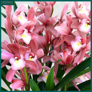 蕙兰【浪漫樱花】3-5支花起带花苞兰花苗名贵精品花卉