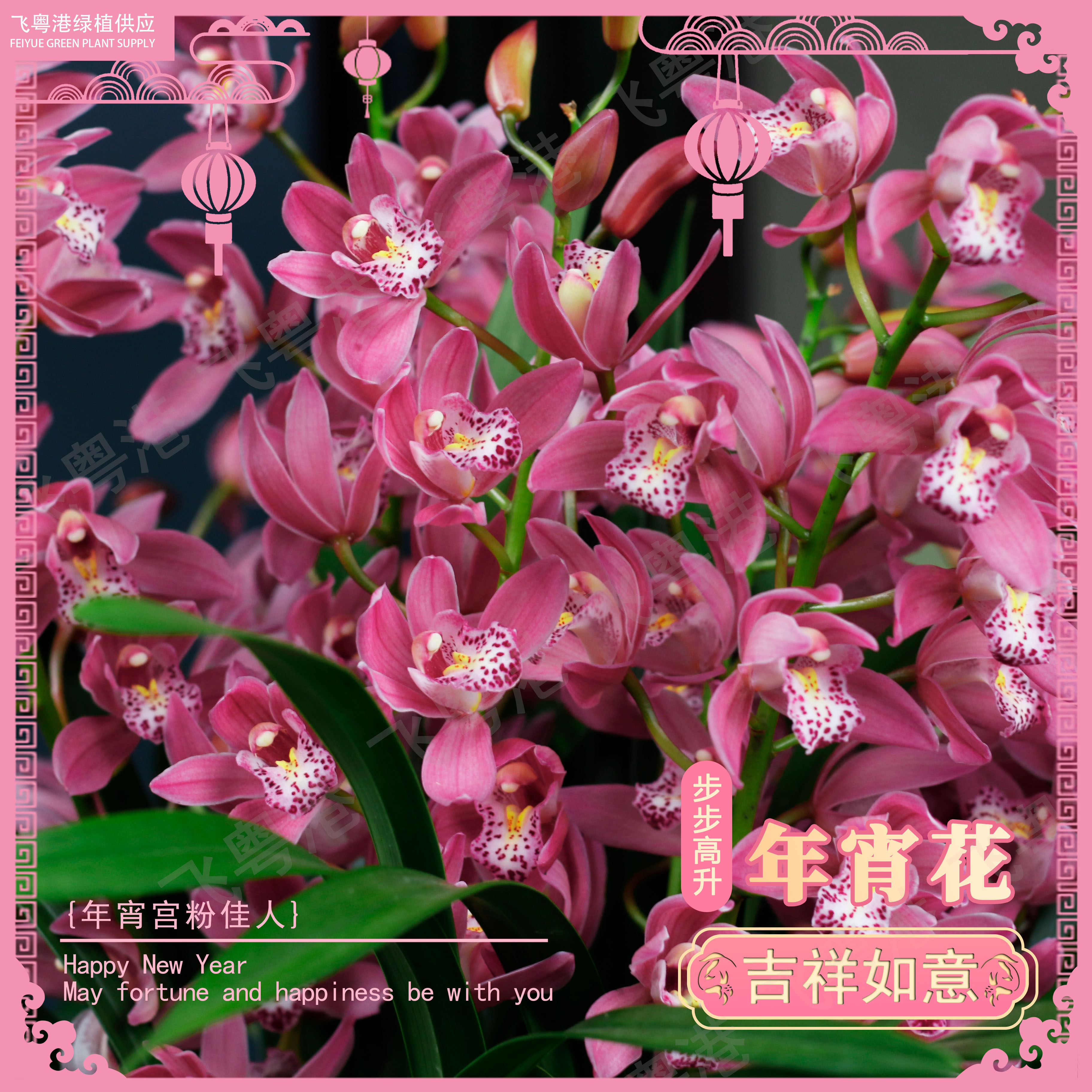 大花蕙兰【红粉佳人】5-8花起带花苞兰花苗名贵精品年宵花兰花,鲜花速递/花卉仿真/绿植园艺,国兰/杂交兰/洋兰类,淘宝优惠券,粉丝福利购,淘宝优惠卷