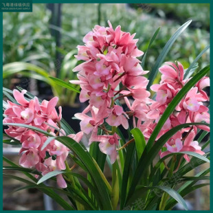 5支花起带花苞兰花苗名贵精品花卉 大花蕙兰 浪漫樱花