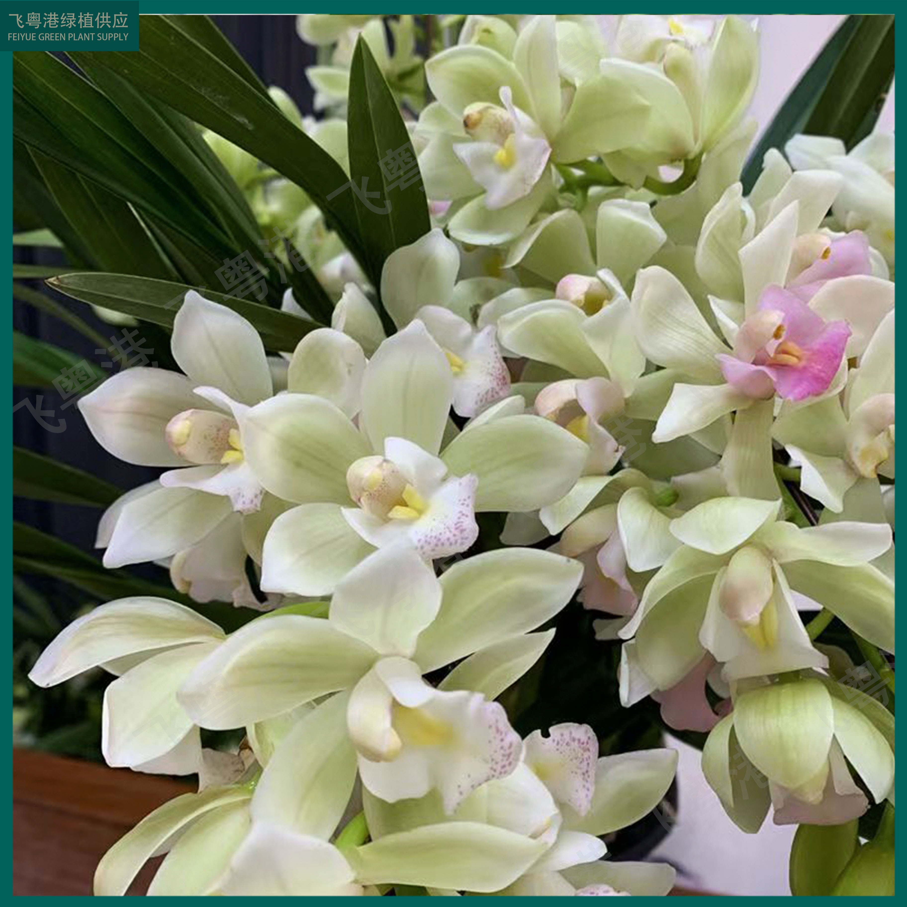 【白玉香兰】3-5个花剑起兰花四季常青带花苞室内花卉好养花期长