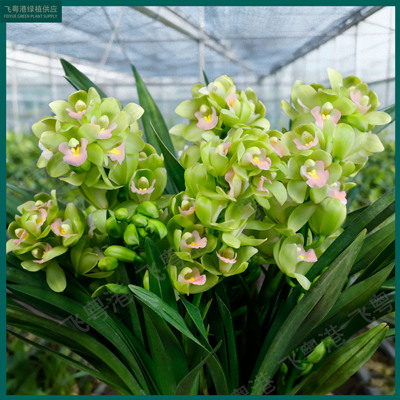 大花蕙兰【香水香兰】3-4支花起带花苞兰花名贵精品花卉四季常青