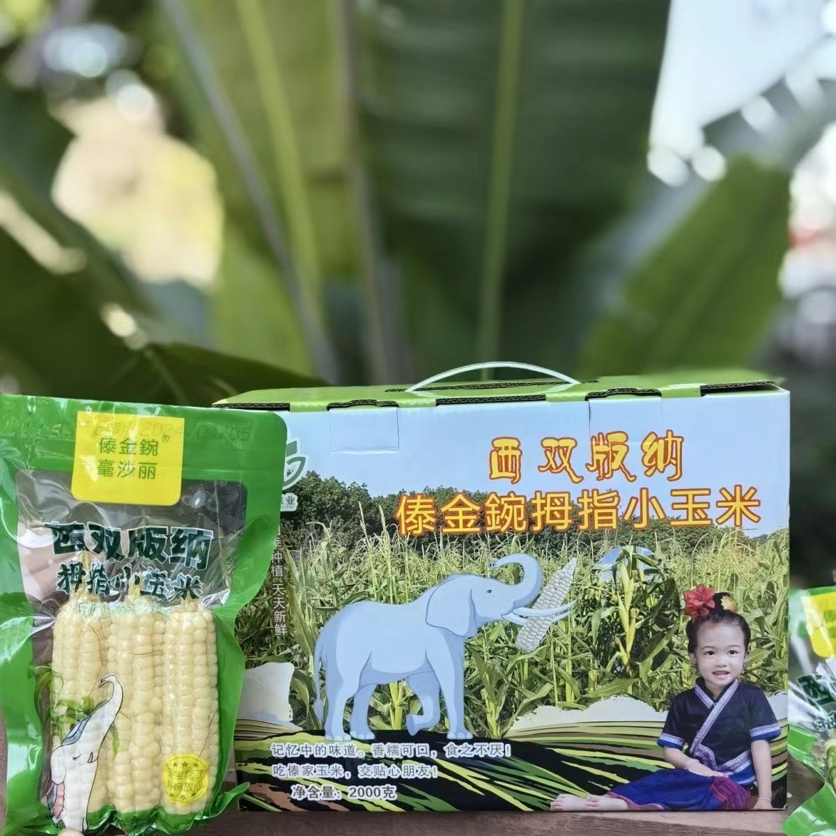 傣金碗常温版纳甜糯白紫拇指玉米