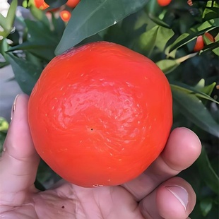 沙糖桔树苗 世纪红桔苗 蜜桔树苗 橘子苗 柑橘树苗 砂糖橘树苗