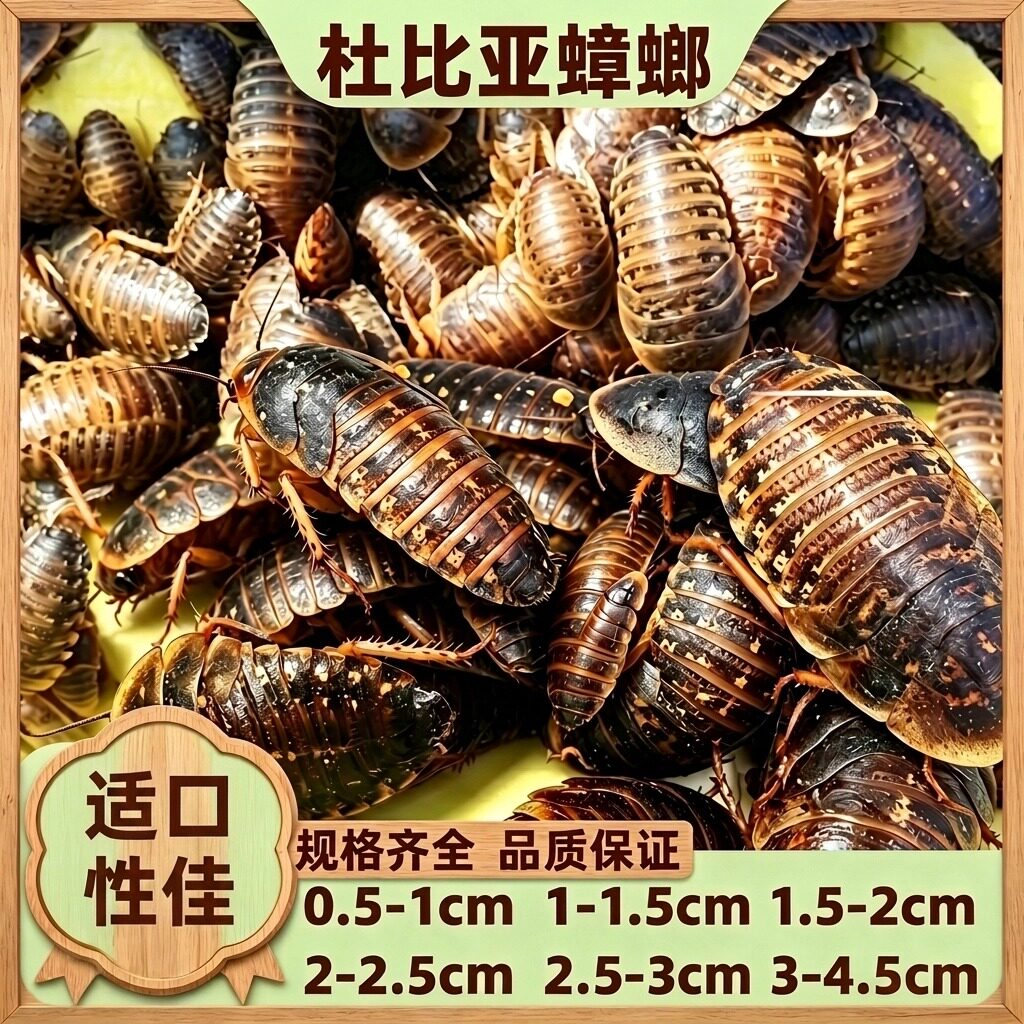 杜比亚蟑螂宠物饲料活饵爬宠活虫昆虫活体1.5-2.5cm鸣虫适口性佳