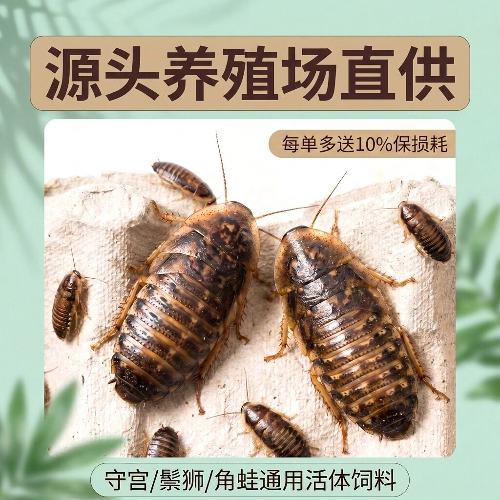 杜比亚蟑螂宠物饲料活饵爬宠虫守宫昆虫活体角蛙蛙类鸣虫适口性佳
