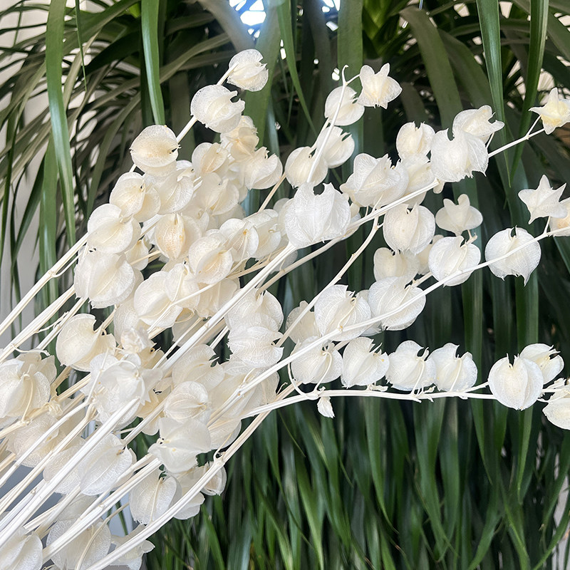 新品永生灯笼果风铃果干花花束婚礼布置空间陈列S造型设计居家软图片