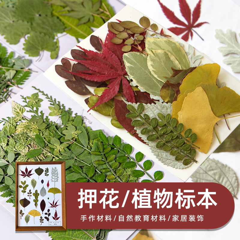 极速新款 真树叶植物标本幼儿园手工贴画乾燥花S压花写真贴脸装饰图片