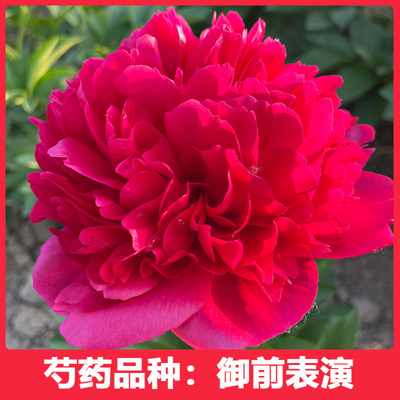 现货速发芍药花苗重瓣大花珊瑚落日鲜切花红魅力盆栽庭院绿植花卉