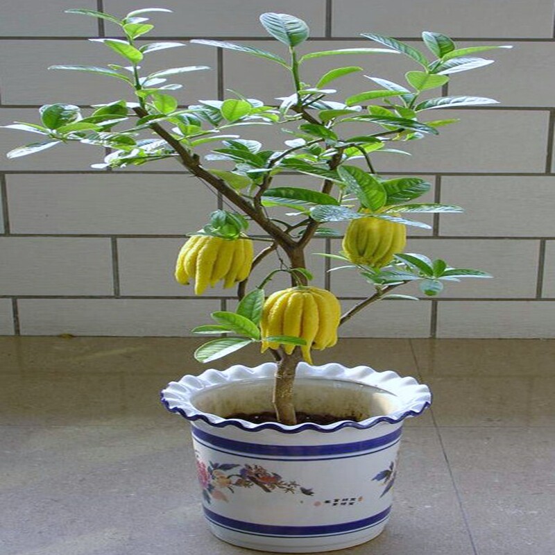 现货速发金华佛手 佛手橘带大果发室内观果植物 花卉盆景盆栽植物