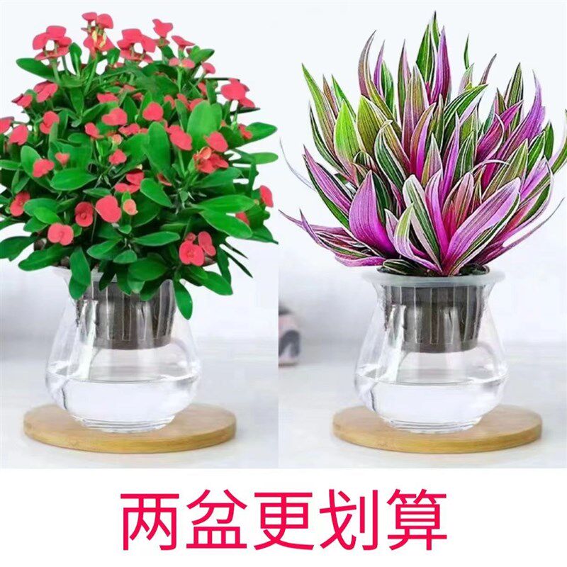 现货虎刺梅铁海棠盆栽室内台桌摆懒人水培植物四季好养客厅摆放花
