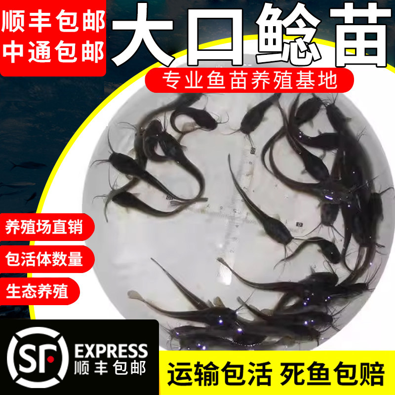 现货速发大口鲶鱼苗活鮎体南方大口土鲶鱼淡水鱼食类好养殖观赏胡