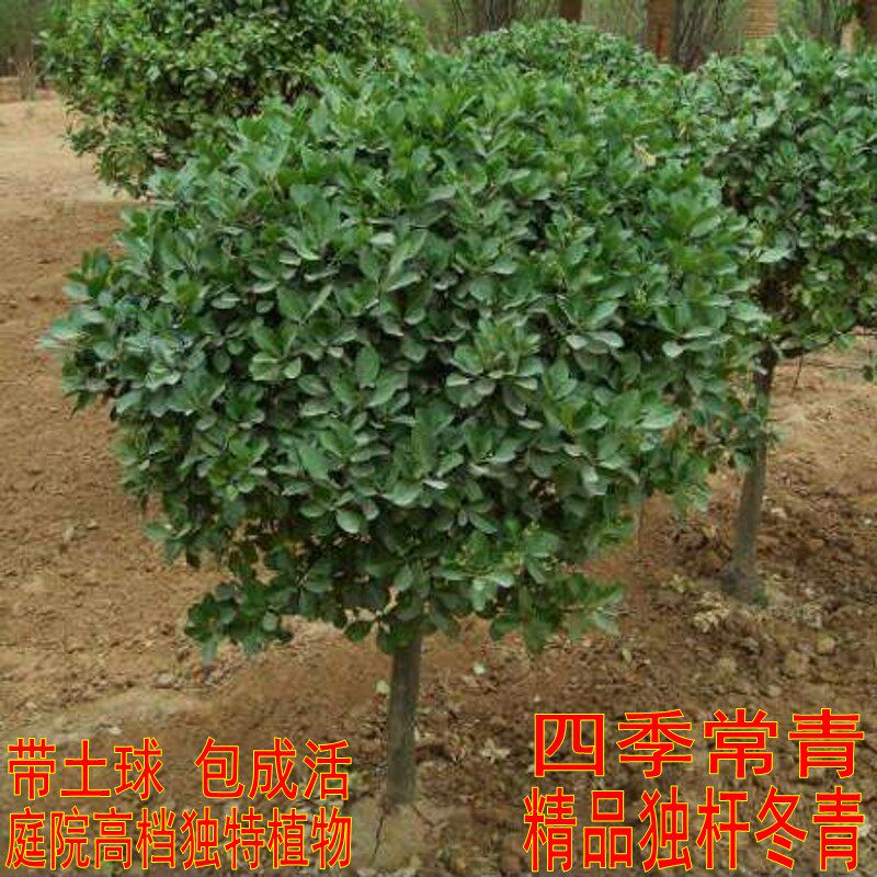 现货速发精品冬青大树球庭院独杆大叶黄杨四季常青植物风景树