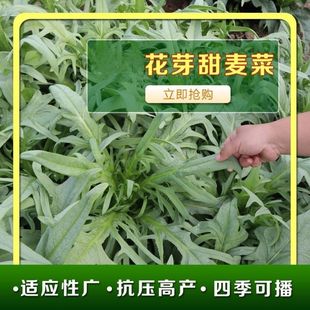 花芽甜麦菜菜籽油麦可种子四季 菜大芽甜麦菜播苦荞麦种子