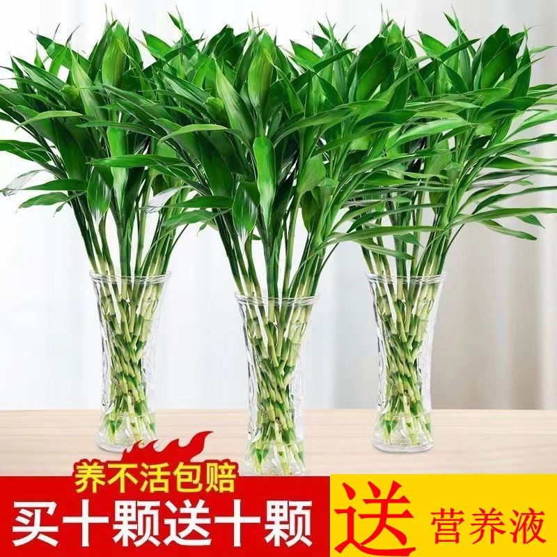速发富贵植买送水培绿竹客高水养植植物好养甲醛卧室节节厅桌面鸿