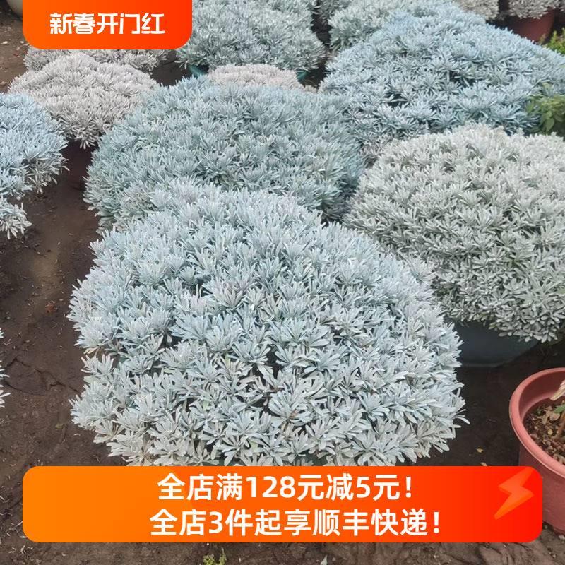 大芙蓉菊盆栽阳台花卉花园庭院花境花苗绿化工程造景植物银叶菊花