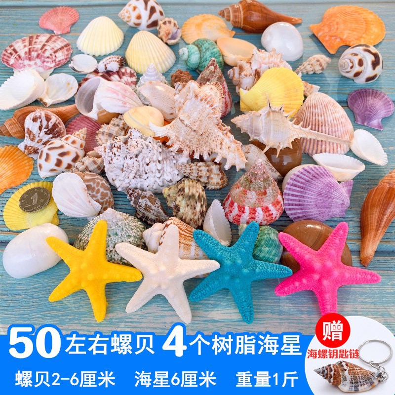 速发鱼缸珊意海螺海星创壳造景贝瑚卷贝鱼水族箱寄居蟹装饰品套餐