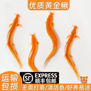 黄金泥鳅清道夫冷水鱼观赏鱼淡水鱼小金鱼小红鱼练手鱼鲜活泥鳅苗