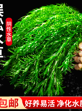 蜈蚣草绿菊浮萍水草新手阴性有茎类后景鱼缸装饰植物增氧净化水质