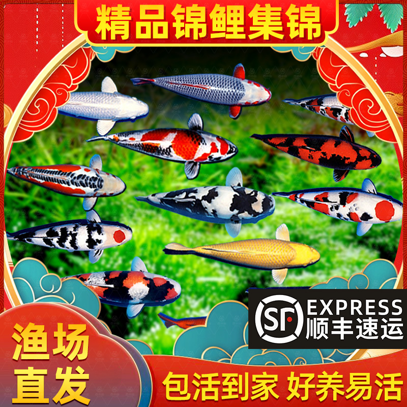 顺丰纯种三色观赏锦鲤活鱼大型高档冷水淡水金鱼易养耐活祥瑞鱼苗
