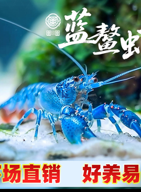 鳌虾观赏虾淡水好养龙虾苗冷水耐活红白蓝色小龙虾生态养殖龙虾缸