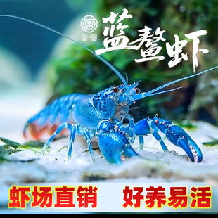 鳌虾观赏虾淡水好养龙虾苗冷水耐活红白蓝色小龙虾生态养殖龙虾缸