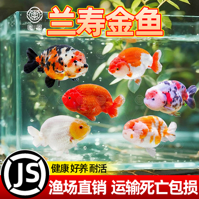 兰寿金鱼小型冷水好养耐活观赏鱼
